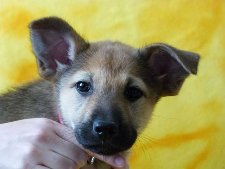 chinook puppy